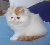 Disponible adorable chaton persan