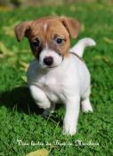 1 mle et 1 femelle jack russell (l.o.f) normandie