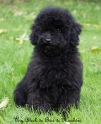 Femelle caniche noire