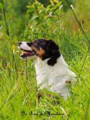 Jack russell adulte