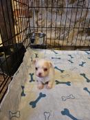 Chihuahua chiots mles et femelle disponible.