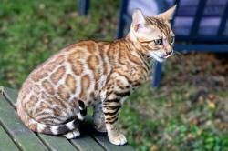 Chatons bengal