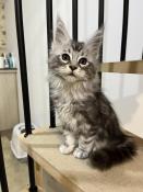 Adorable chatons maine coon loof