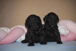 Magnifiques  chiots caniche nain  noir lof