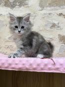 Magnifiques chatons maine coon de pure race disponibles