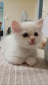 Chaton mle sacr de birmanie