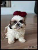 Disponible, valda, femelle shih tzu, fauve et blanc, lof