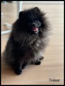 Disponible, trsor, mle apparence spitz nain pomranien