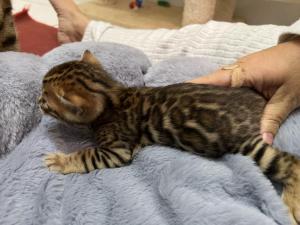 Chaton femelle bengal