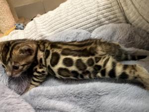 Chaton femelle bengal