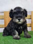 Chiots schnauzer nain lof