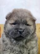 Chiots chow chow