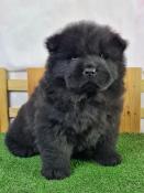 Chiots chow chow lof