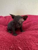 Chatons sphynx loof