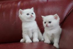 Chatons british shorthair point