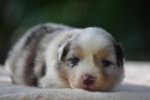 Chiot mle berger amricain miniature