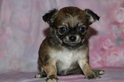 Chihuahua poil long lof