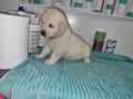 chiots Golden Retriever  rserver