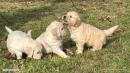 chiots Golden Retriever  rserver