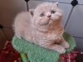 chatons British Shorthair  rserver