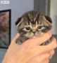 chatons Scottish Fold  rserver