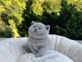 chaton British Shorthair  rserver