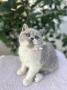 chatons British Shorthair  rserver