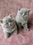 chatons British Shorthair  rserver