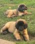 chiots Chien De Leonberg disponibles