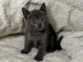 chatons Chartreux  rserver