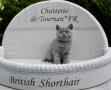 chatons British Shorthair disponibles