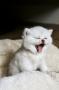 chatons British Shorthair  rserver