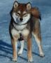 chiots Shiba  rserver