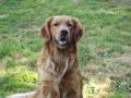 chiots Golden Retriever  rserver