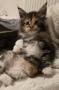 chatons Maine Coon  rserver