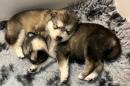 chiots Malamute De L'alaska  rserver