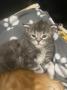 chatons Maine Coon  rserver