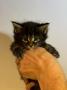 chatons Maine Coon  rserver