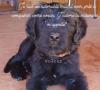 chiots Briard disponibles