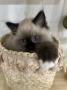 chaton Ragdoll disponibles