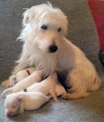 7 magnifiques chiots parson russell terriers