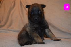 Chiots berger belge malinois lof