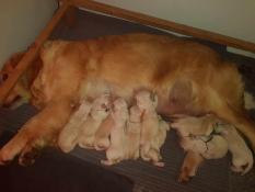 Chiots golden retriever lof  rserver