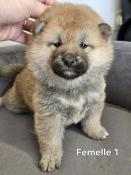 Magnifiques chiots shiba inu lof excellente ligne  rserver