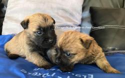 Chiots apparence cairn terrier de parents lof