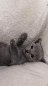 Chatons bleu russe loof  vendre