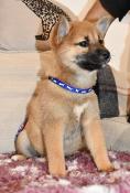 Chiots shiba inu