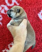 Chiots shiba inu