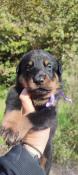 Chiots beaucerons lof disponibles