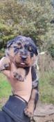 Chiots beaucerons lof  rserver